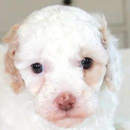 Goldendoodle Puppies from Amber Moon Goldendoodles