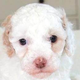 Goldendoodle Puppies from Amber Moon Goldendoodles