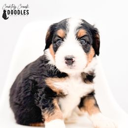 Holloway - Tri-color male Bernedoodle puppy in Tipton, Indiana from Country Creek Doodles