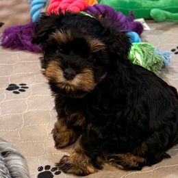 Black and rust female - Black female Miniature Schnauzer puppy in Forest, Virginia from Prestige Kennel