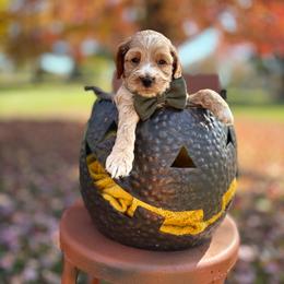 Boy 4 - Golden male Cockapoo puppy in Lake Tansi, Tennessee from Davis cockapoos
