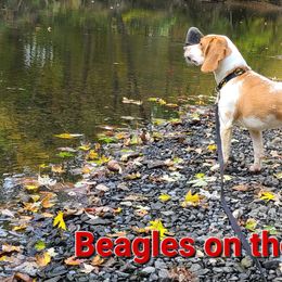 Beagles from Beagles on the Canal