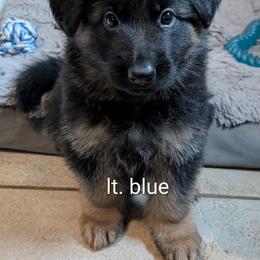 Lt blue - Black and red male German Shepherd puppy in Stuarts Draft, Virginia from Shengulli Shepherds