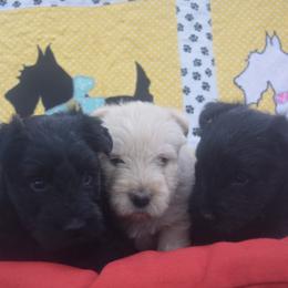 Scottish Terrier Puppies from Herron's Sandhills Scotties