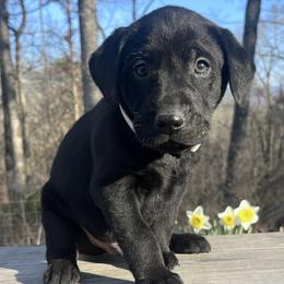 Black boy, Gray collar - Black male Labrador Retriever puppy in Ozark, Arkansas from Middle Ridge Retrievers