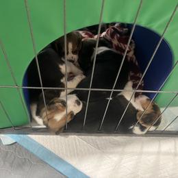 Beagle Puppies from Leslie Beagles of Leslie Farm