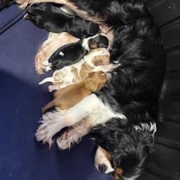 Ruby - Ruby male Cavalier King Charles Spaniel puppy in Sandstone, Minnesota from Peaceful Garden Cavaliers