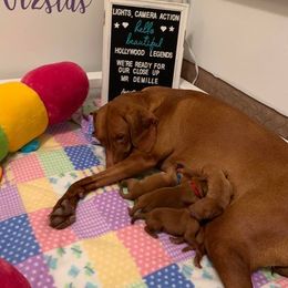 Vizsla Puppies from 5Starr Vizsla