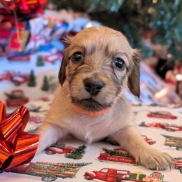 VIXEN - Cream female Dachshund puppy in Moscow, Idaho from Bailiwick of Gurnsey