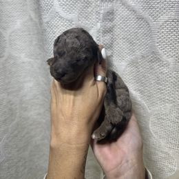 Black Merle - Merle male Labradoodle puppy in Kingston, Georgia from CC Familydoodles