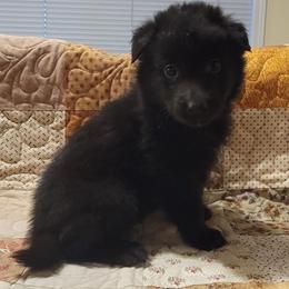 Girl 4 Green collar - Black female Belgian Sheepdog puppy in Green Bluff, Washington from Clawson Belgians