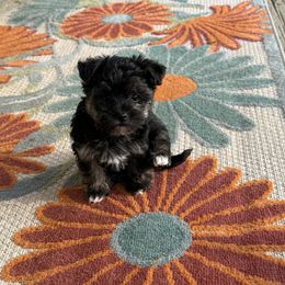 Black Male - Black and white male Assorted Doodle Crosses puppy in Ludlow, Missouri from Countryside Doodles and Mohr