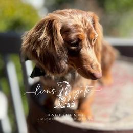 Mocha - Dachshund