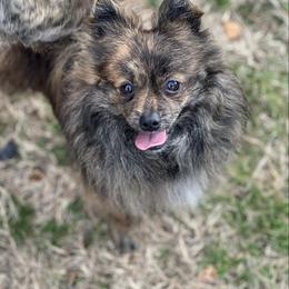 Mirage - Pomeranian