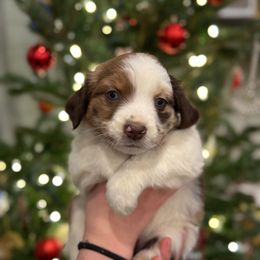 Gingerbread (Ginger) - Red merle female Miniature Australian Shepherd puppy in Clarksville, Tennessee from Southern Oak Pups