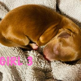 Camila - Chocolate female Dachshund puppy in Petersburg, Virginia from Wiggle Waddle Dachshunds