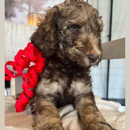 Dough - Brindle Poodle puppy in Corona, California from Garden Of Poodles
