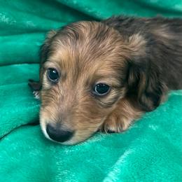 Mushroom - Red male Dachshund puppy in Memphis, Tennessee from River City Doxies