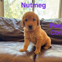 Nutmeg - Dark golden female Golden Retriever puppy in Lebec, California from Socalretrievers