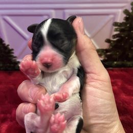 Itty Bitty Tri-color girl - Tri-color female Cavalier King Charles Spaniel puppy in Choctaw, Oklahoma from Dandelions and Kings
