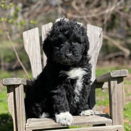 Goldendoodles from Nanny’s Doodles and Poodles