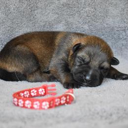 Red - Sable male German Shepherd puppy in Cherryville, North Carolina from Masky Kennel