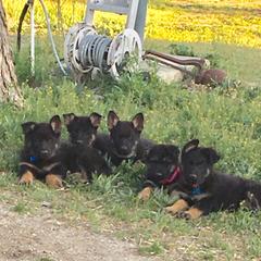 German Shepherd Puppies from Von Ward Kennels