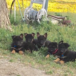 German Shepherd Puppies from Von Ward Kennels