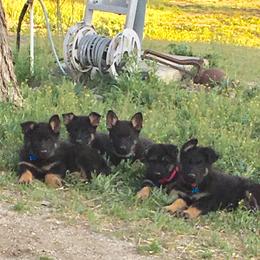 German Shepherd Puppies from Von Ward Kennels