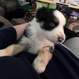 Ivy - Blue merle female Miniature American Shepherd puppy in Vancouver, Washington from BonDrew's Miniature American Shepherds