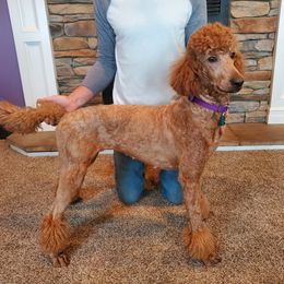 Pippi - Poodle