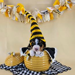Snuggle Bug - Tri-color male Bernedoodle puppy in Mckinney, Texas from M2 Bernedoodles