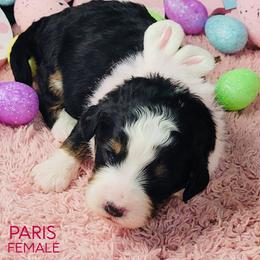 Paris - Tri-color female Bernedoodle puppy in Beecher, Illinois from Erica’s Doodles