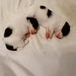 Papillon puppies from Otto’s Papillons