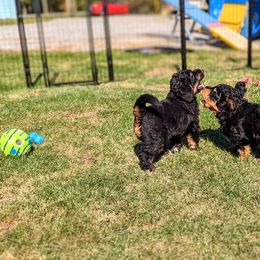 Bernedoodle Puppies from Rafter 58 Bernedoodles