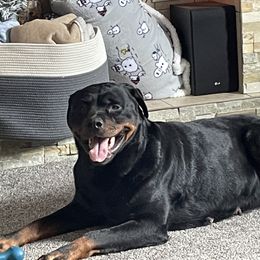Rottweilers from Ruff Country Farms