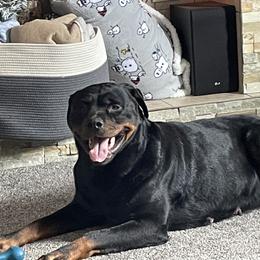 Rottweilers from Ruff Country Farms