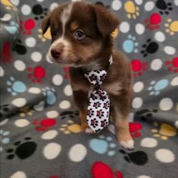 Kiku - Red & white male Toy Australian Shepherd puppy in Arlington, Texas from CopperHead Aussies