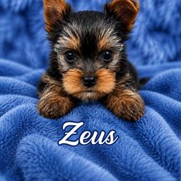 Zeus - Black and tan male Yorkshire Terrier puppy in Essexville, Michigan from John's Yorkshire Terriers