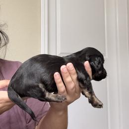 Dachshund Puppies from Gabriela Petit