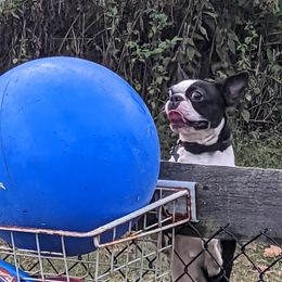 Mele - Boston Terrier