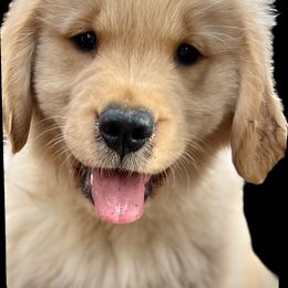 Golden Retriever Puppies from GameChanger Golden Retrievers