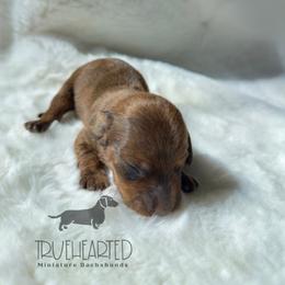 Phoebe - Brindle female Dachshund puppy in Royse City, Texas from Truehearted Miniature Dachshunds