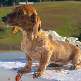 Gamora - Piebald female Dachshund puppy in Temecula, California from Naomi Magee's Dachshund Kennel