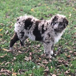 Australian Shepherd Puppies from Wagon Wheel Aussies