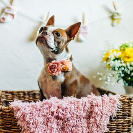 Olive - Boston Terrier