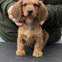 Dachshund Puppies from Passport Dachshunds