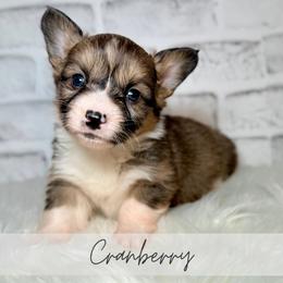 Cranberry - Sable and white female American Corgi puppy in Greenwood, Indiana from Witch Creek Corgis