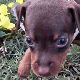 Miniature Pinschers from Carol's Pups