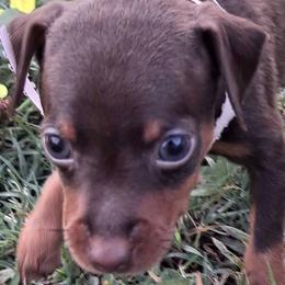 Miniature Pinschers from Carol's Pups